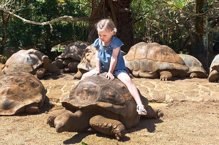 Très vieilles, très nombreuses et très costaudes, les tortues géantes des Seychelles