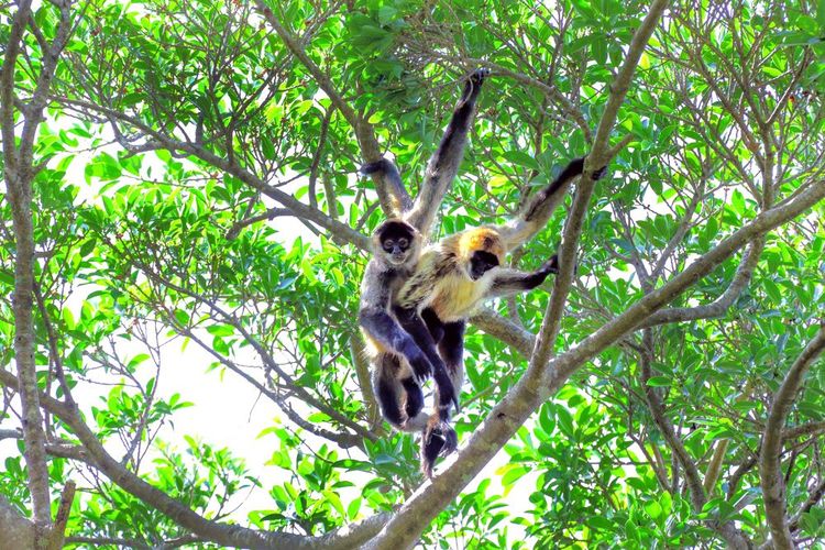 Très menacé, le singe-araignée de Geoffroy est un véritable acrobate