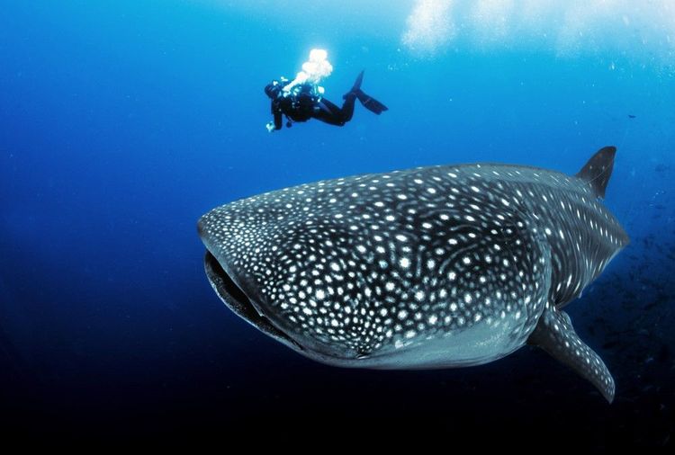 Les plongées au large de Santa Maria : une aventure sous-marine inoubliable