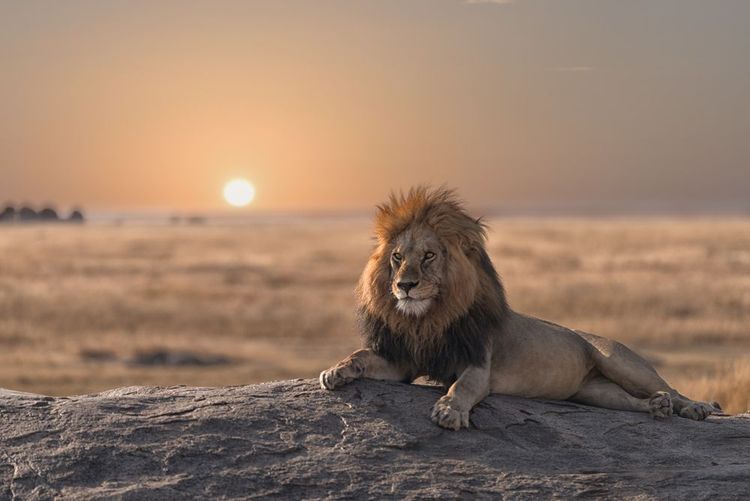 A spectacular encounter with the king of the savannah, the African lion