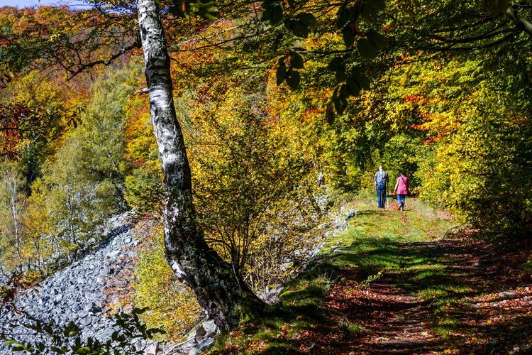 Balade dans le parc national de Hunsrück-Hochwald