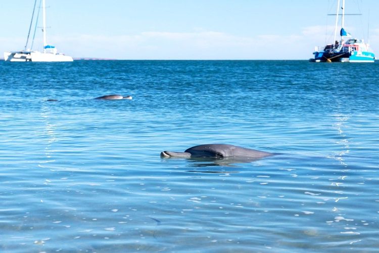 Les dauphins s'amusent de la présence humaine dans la Swan River qu'ils fréquentent eux-mêmes