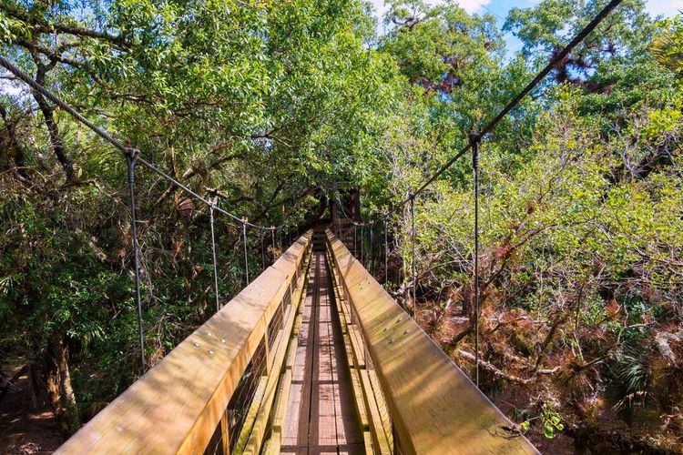 Myakka Canopy Walk, Etats-Unis