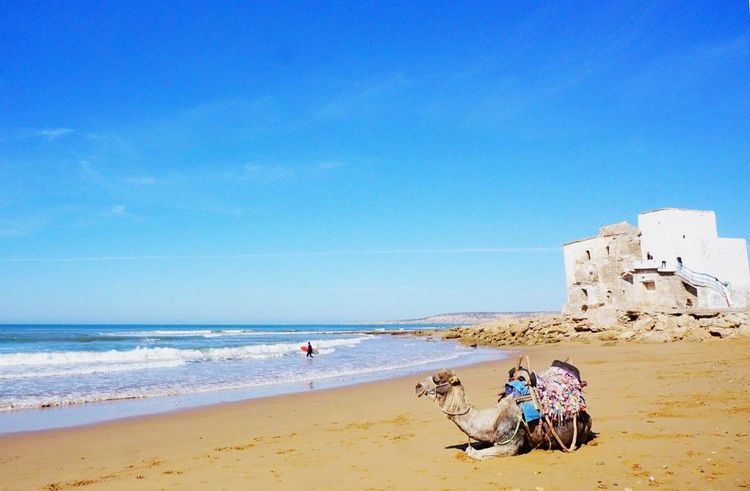 La plage de Sidi Kaouki, surfeur et dromadaire