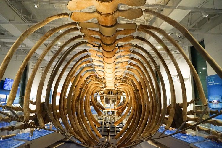 Visite el Museo Canadiense de la Naturaleza