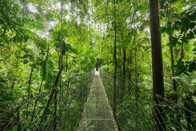 Forêt nuageuse de Monterverde, Costa Rica