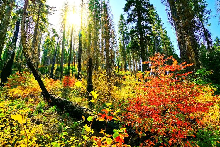 La végétation de Tuolumne Grove
