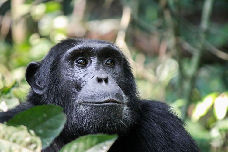 Following in the footsteps of chimpanzees in Tanzania's Gombe National Park