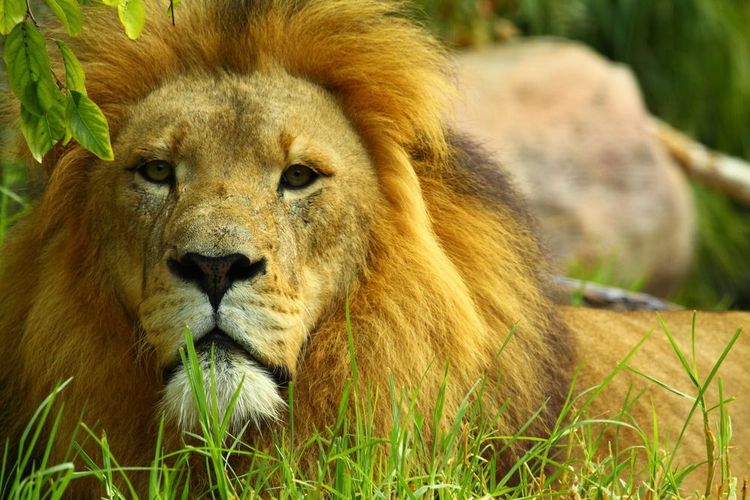Des fauves sont également visibles dans le zoo