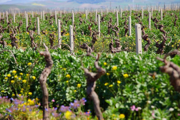 Vignoble de Nero d'Avola, assurément l'un des meilleurs vins d'Italie