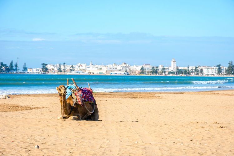 Dromadaire sur la plage où il promène les touristes