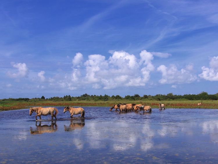 Des chevaux dans la baie de Somme