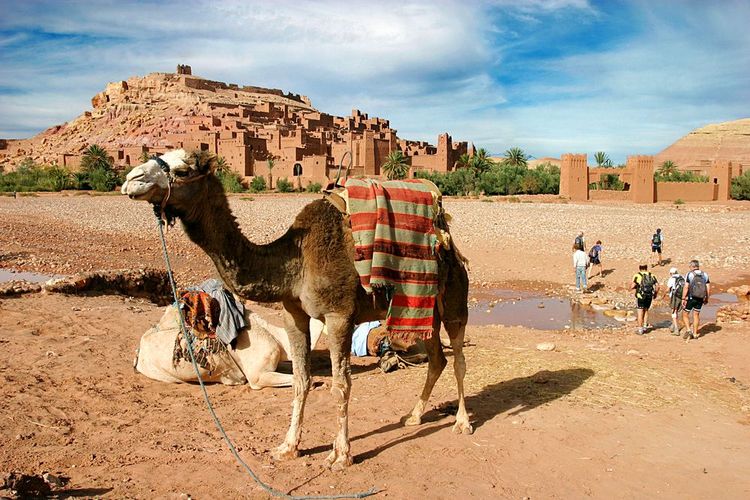 De tous temps le chameau a accompagné l'homme dans ses déplacements dans le désert autour du ksar