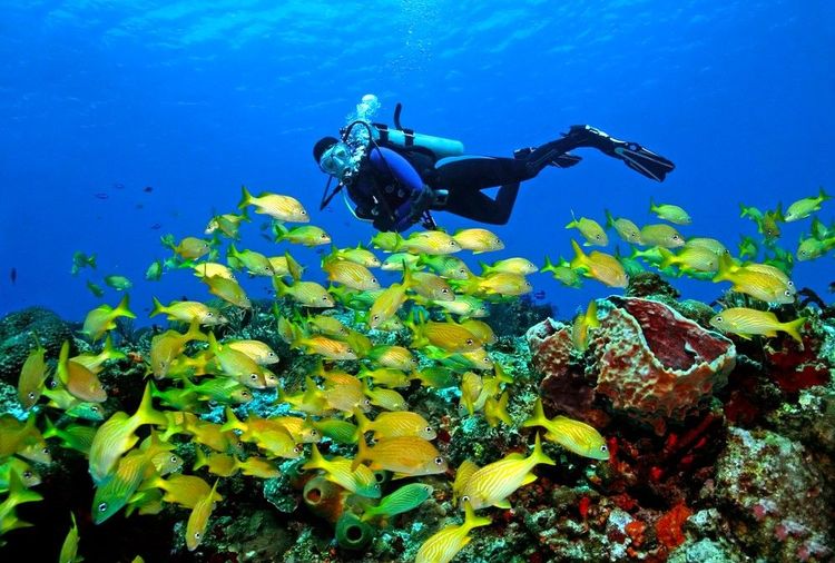 Explorez le paradis sous-marin des Anses-d'Arlet à Martinique