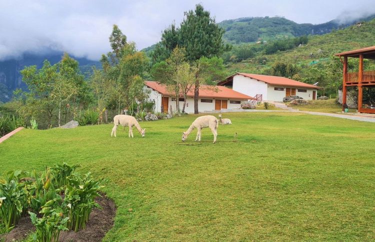 Alpacas in the enclosure of the Hotel Gocta, Peru