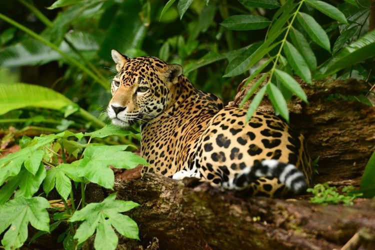 Un jaguar dans la jungle du Belize