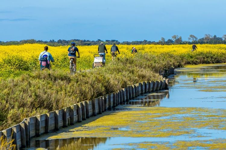 Traverser les marais salants en vélo est un incontournable à l'île de ré