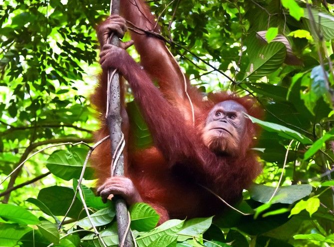 Orang-Outang