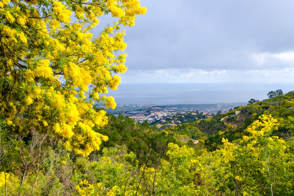 Réservez votre billet randonnée dans la forêt de mimosas !
