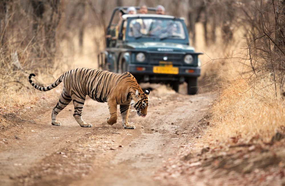 Réservez votre excursion au parc national de Ranthambore !