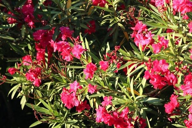 On y trouve du laurier-rose