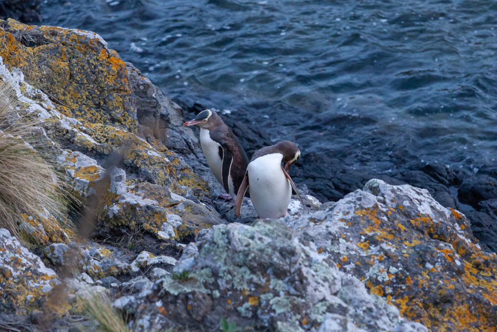 Akaroa : expérience de 3h en soirée avec les petits manchots de Pohatu