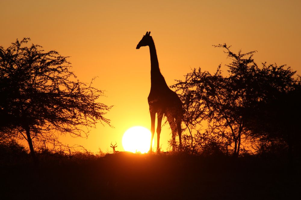 Combien ça coûte un voyage en Afrique du Sud ? Le budget moyen à ...