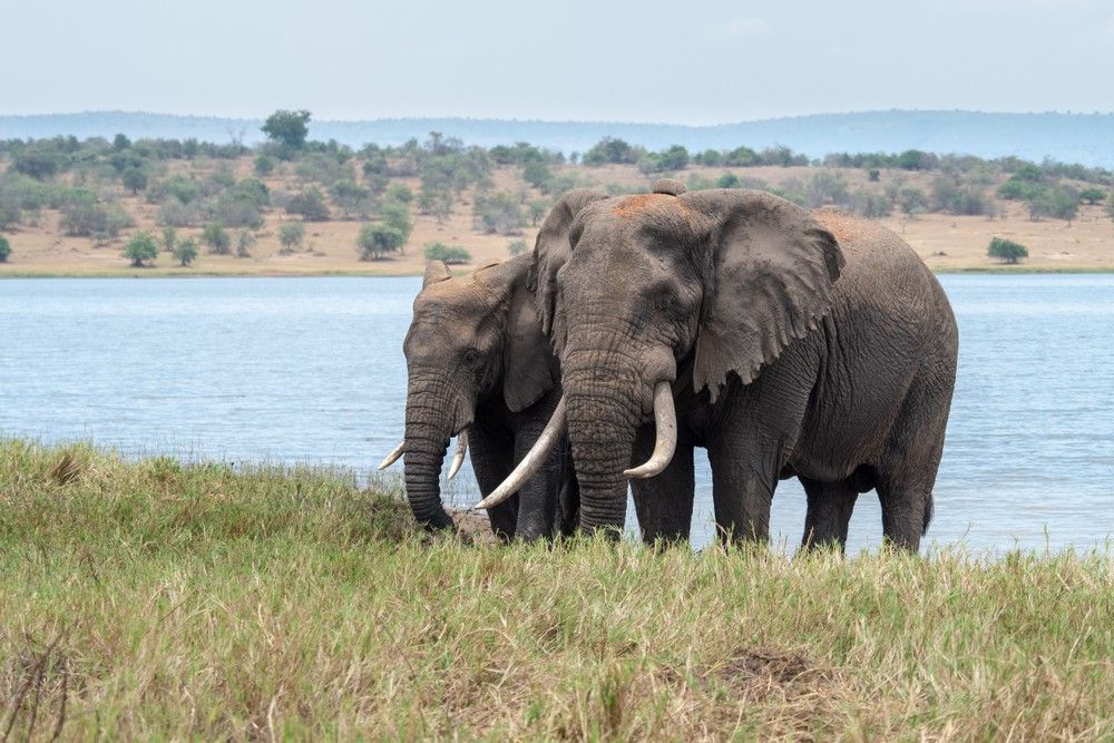 Réservez votre safari d'une journée dans le Parc national de l'Akagera
