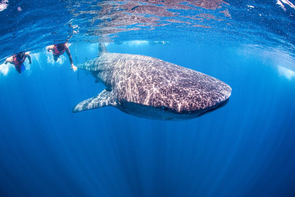 Rencontrez les requins baleines à Holbox !