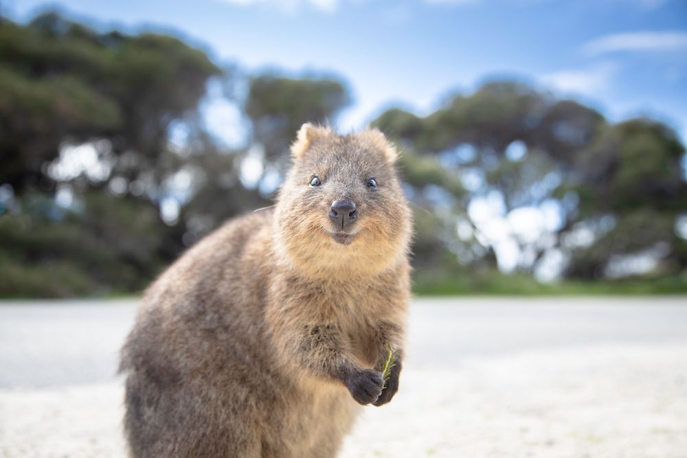 Séjour "Il était une fois l’Ouest Australien" 🏖️