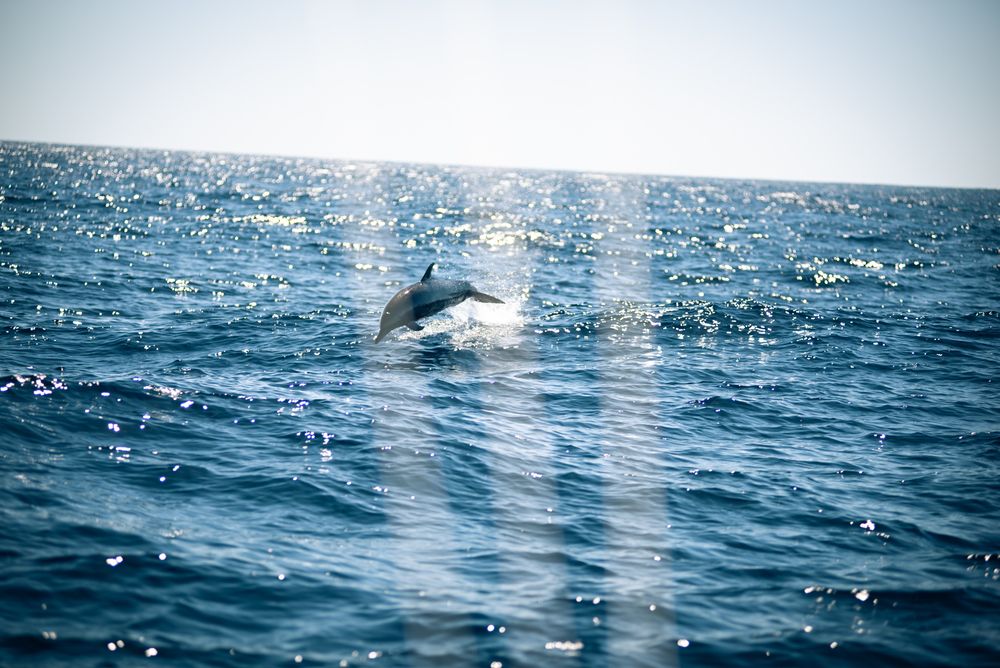 Rencontrez les dauphins en Martinique !