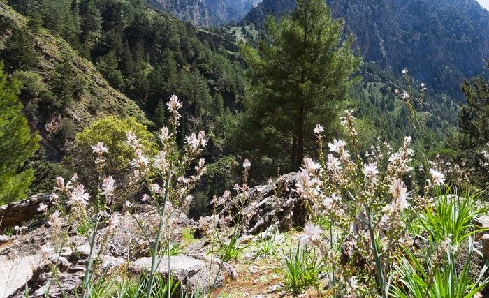 Végétation de la gorge de Samaria