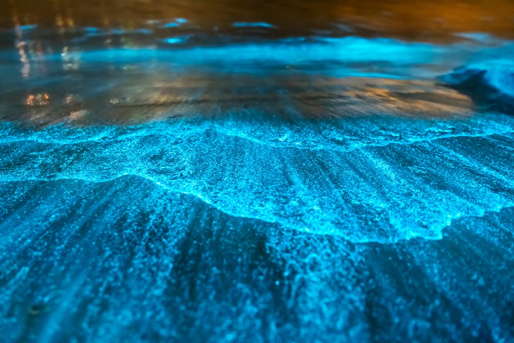 Réservez votre excursion à Punta Cocos pour voir la plage bioluminescente !