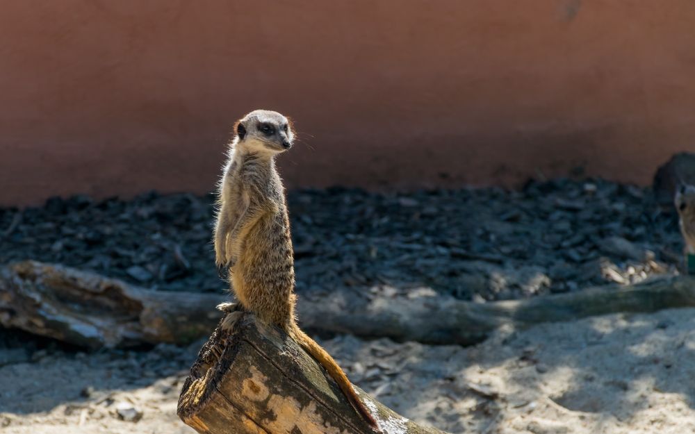 Lille Zoo box office