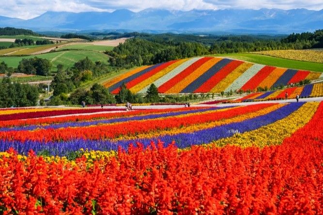 Explosion de couleurs dans le champ de fleurs Shikisai no Oka, à Biei