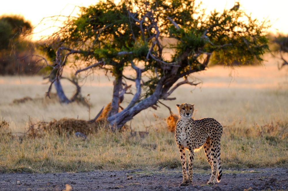 Réservez votre safari de 3 jours dans la réserve animalière du Kalahari