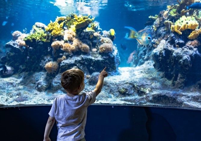 Une occasion unique de s'approcher autant de l'univers des fonds marins