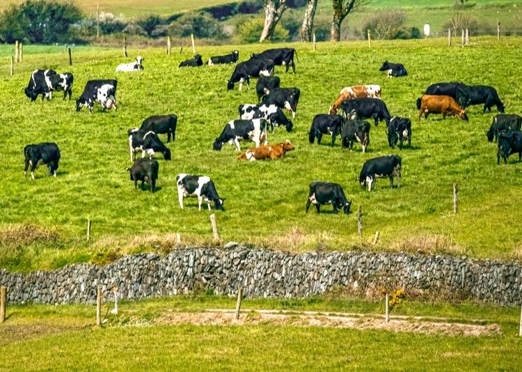 Les murs du Moyen Age courent toujours dans la campagne autour de Cork
