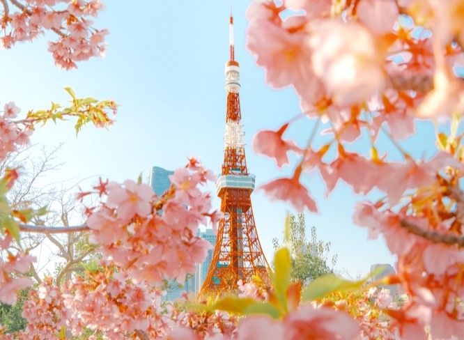 La tour de Tokyo vue à travers les cerisers en fleurs