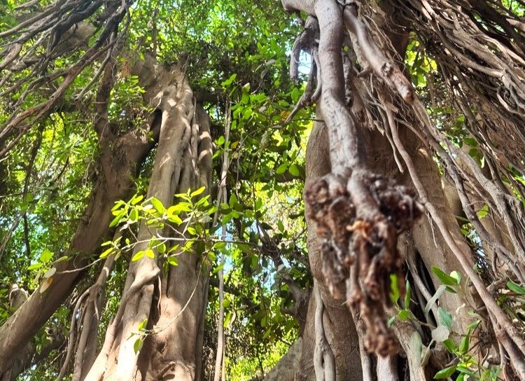 Les plus vieux arbres du Caire, sur l'île de Zamalek