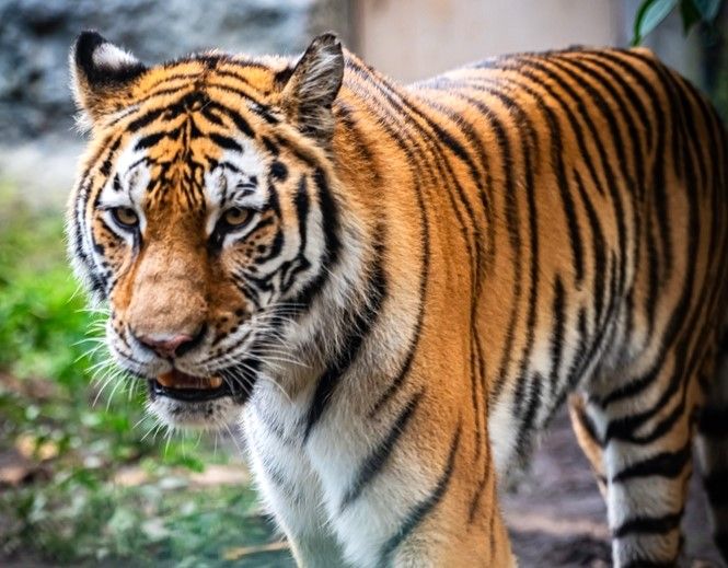 Le tigre de Sibérie du zoo s'adapte parfaitement aux basses températures