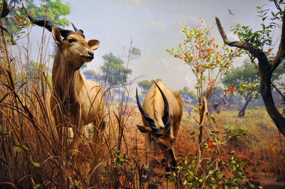 Reserve su entrada para el Museo Americano de Historia Natural