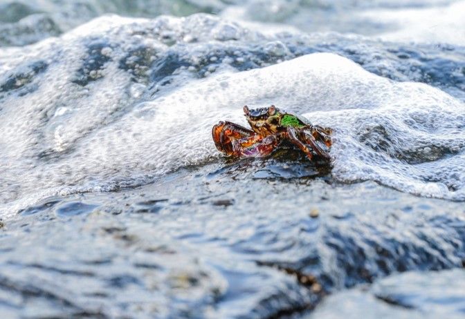 Le crabe marbré est celui qu'on voit le plus dans la mangrove de Jubail