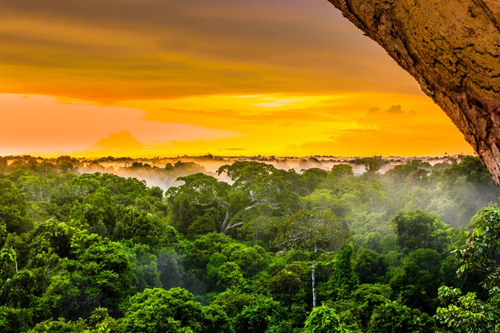 🌳Excursion de 2 jours dans la forêt amazonienne