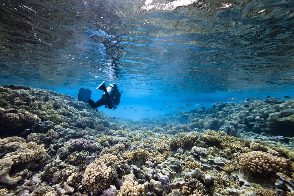 Plongée sous-marine et snorkeling à la Réserve Cousteau