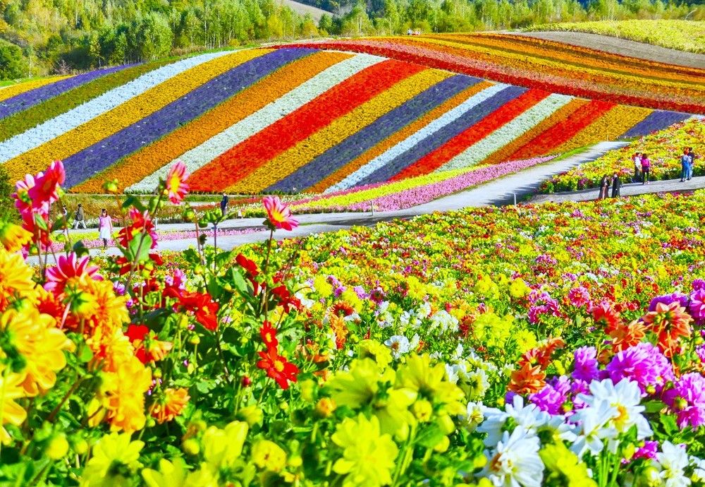 L'explosion florale de Furano et Biei : un voyage coloré au cœur de Hokkaido