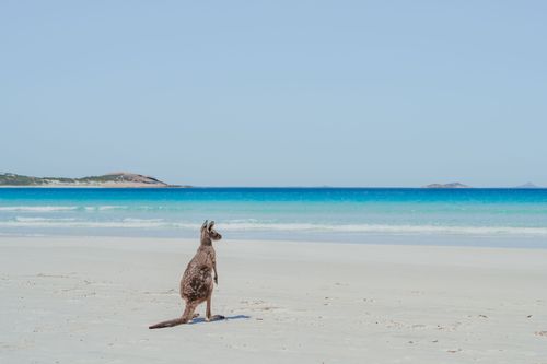 Partez à la rencontre de la faune unique du pays ! Kangourou, Koala, Quokka… Voici 7 lieux pour les rencontrer