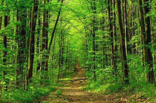 Connaissez-vous la Forêt Monumentale et ses créatures étranges à 2h de Paris ?