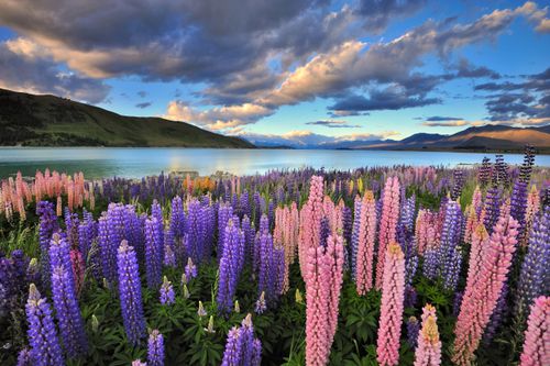 Montagnes, lacs, sable... tout est rose ! Où voir ces paysages surprenants et dignes d'un conte de fée ? 