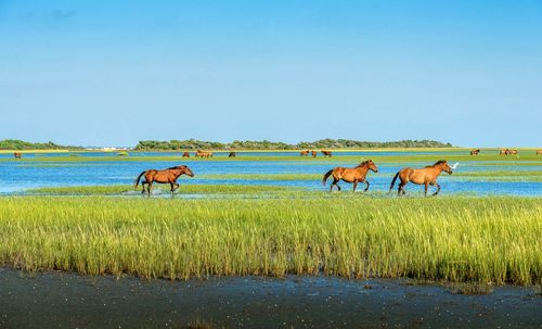Paradisiaque, cette île est habitée par des chevaux sauvages ! (Et il y règne un vent de liberté)